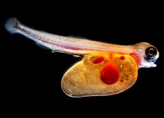 Illustration for article titled Parasites, deadly bugs and fungi are more beautiful than you could possibly imagine